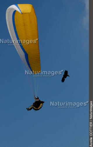 Fauconnier au Népal : vol en duo en parapente. ©Aurélie COTTIER / Naturimages